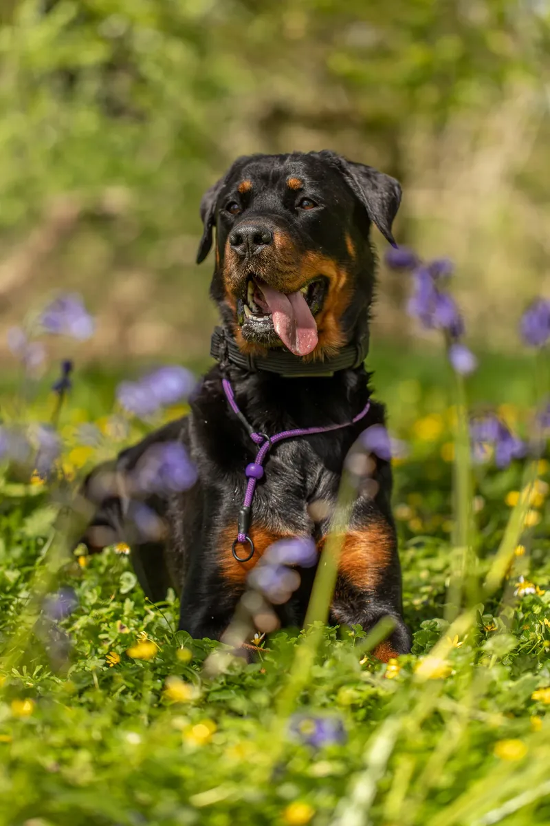 Karma the rottweiler in bluebells (4 of 30)
