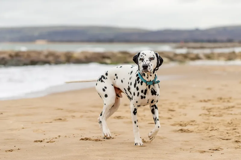 Domino the Dalmation (23 of 24)