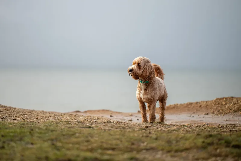 Teddy the Cockapoo (28 of 39)