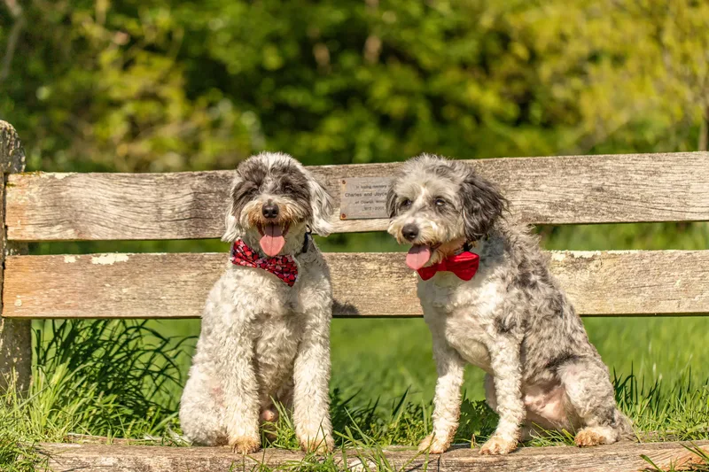 Dougie & Barney – The Bordoodle Cousins (5 of 22)