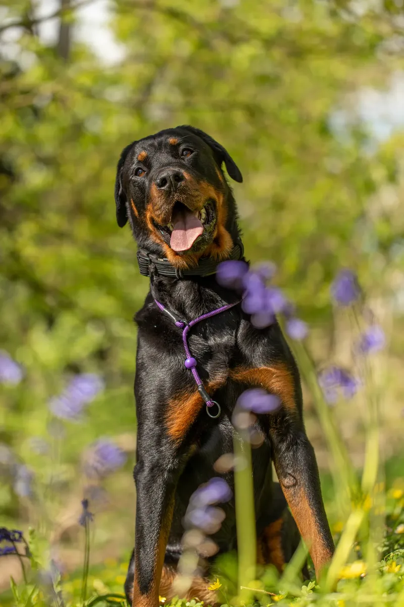 Karma the rottweiler in bluebells (8 of 30)