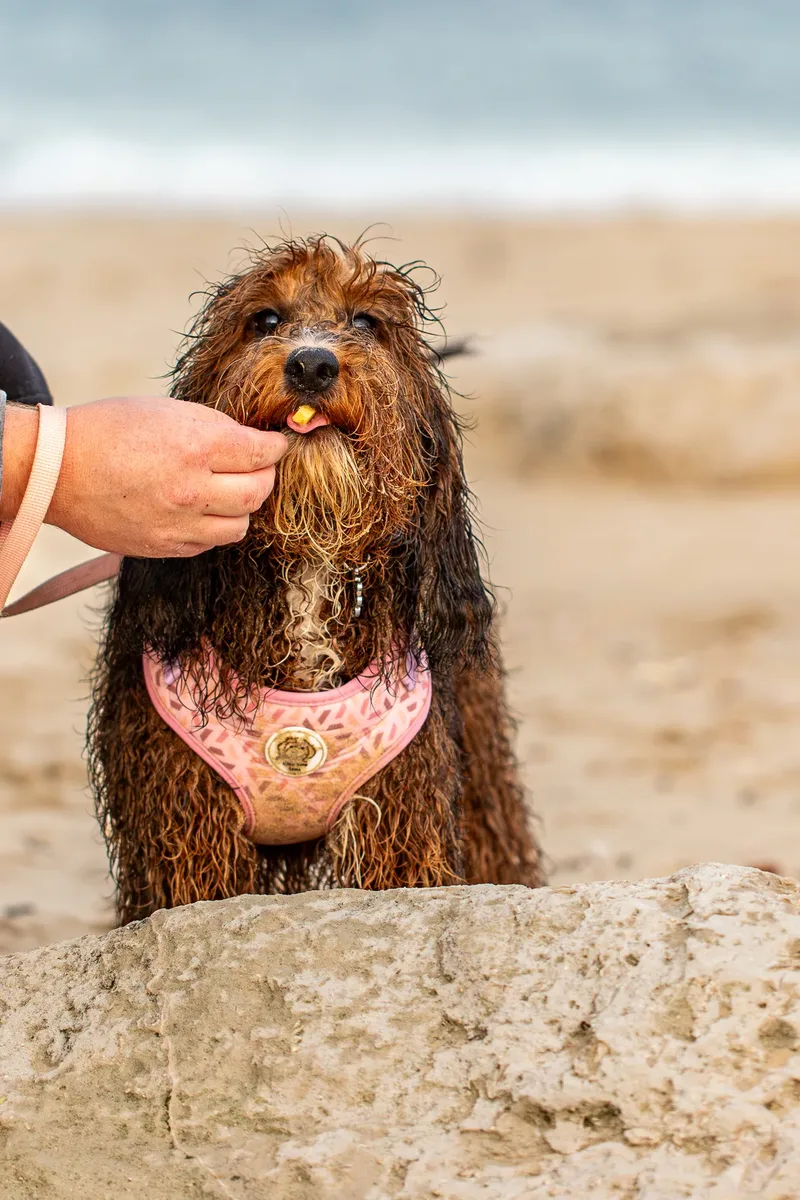 Luna & Oakley at Sandbanks (1 of 24)