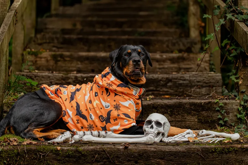Karma the Rottie’s Halloween Shoot in Corfe Mullen (5 of 24)