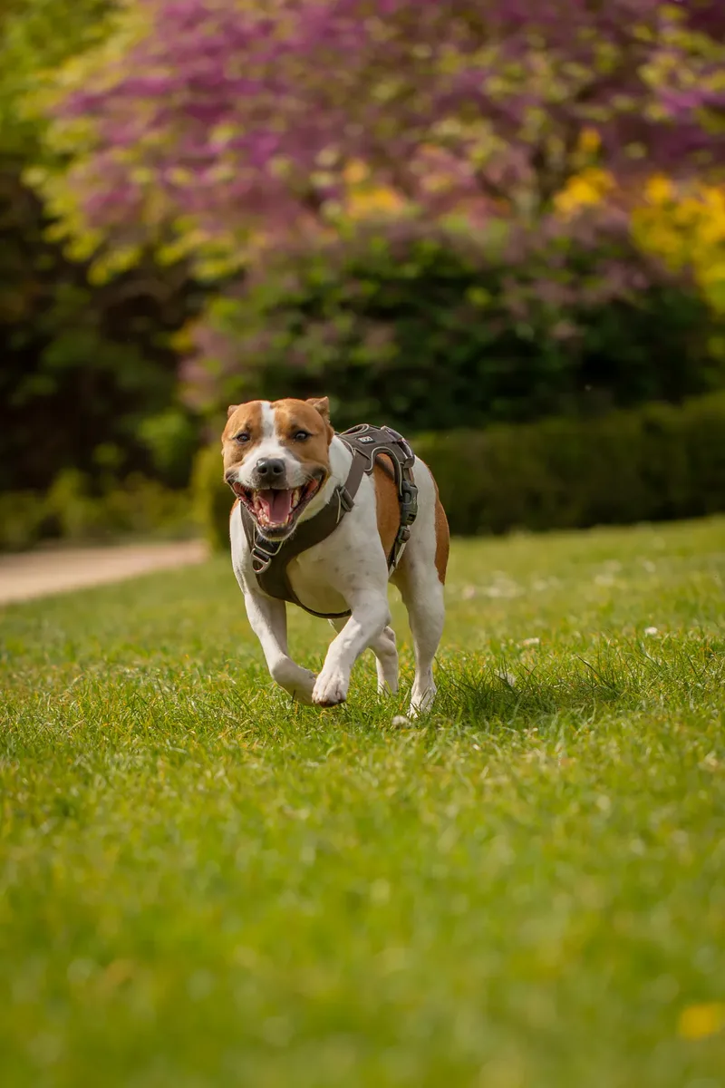 The Dorset Dog Trainer (15 of 42)