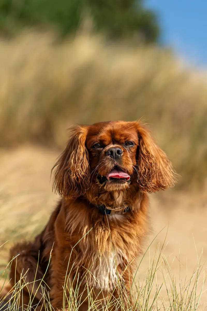 Rusty The Cavalier (8 of 24)