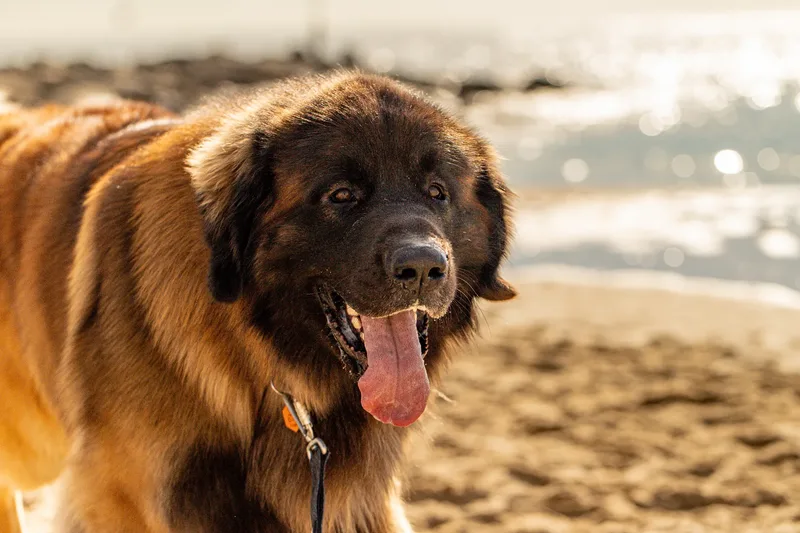 Koda the Leonberger (17 of 18)