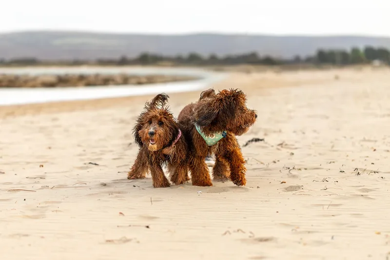 Luna & Oakley at Sandbanks (3 of 24)