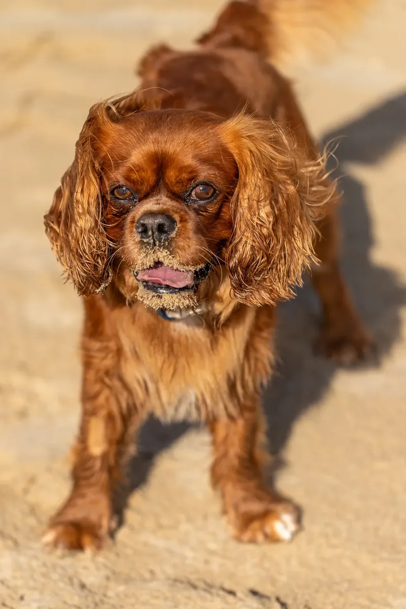 Rusty The Cavalier (7 of 24)