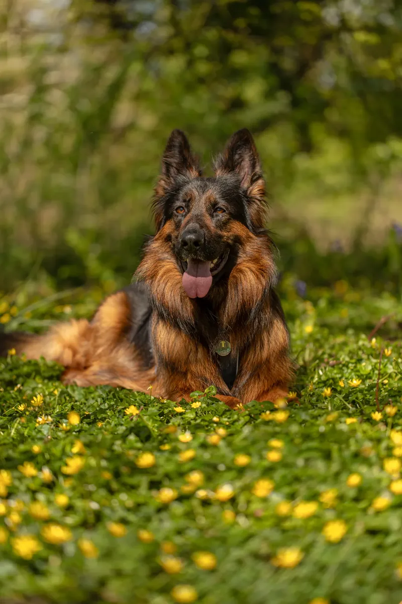 Tora the german shepherd (5 of 28)