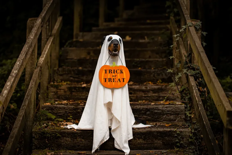 Karma the Rottie’s Halloween Shoot in Corfe Mullen
