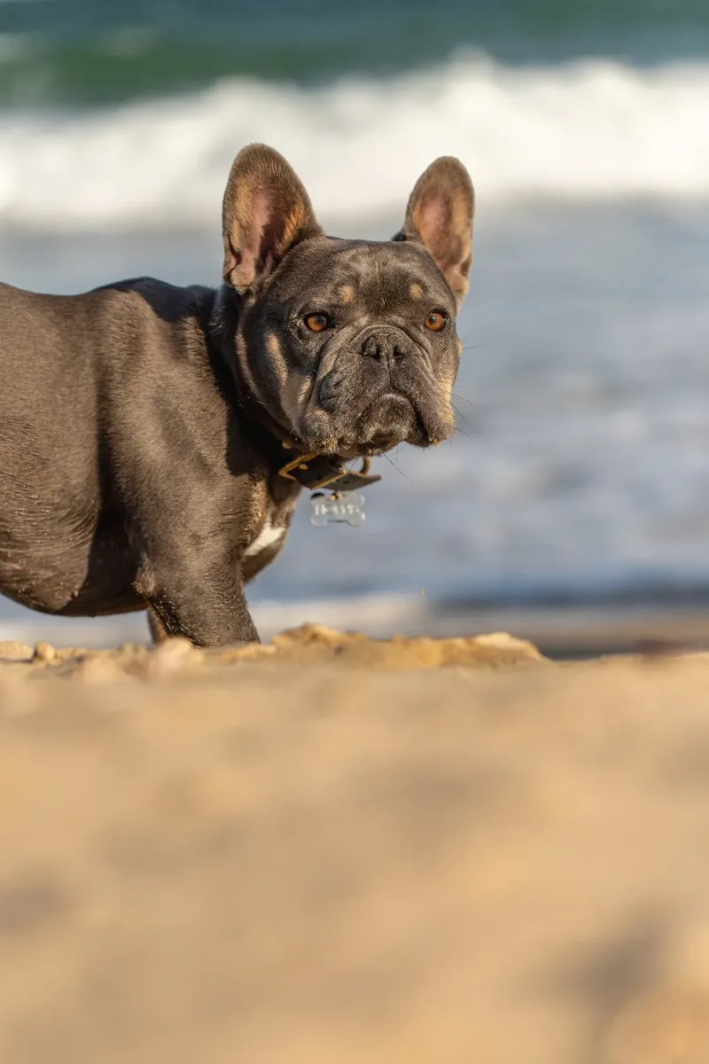 Blue the Frenchie (13 of 32)