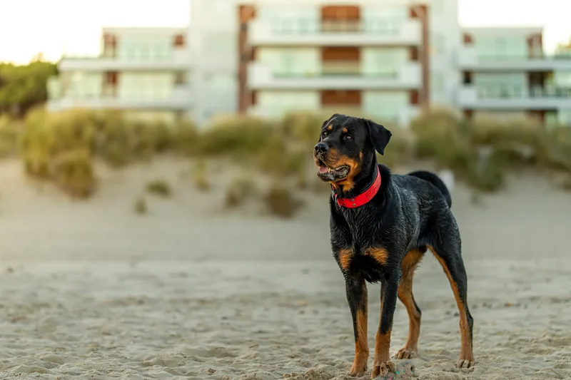 Karma the Rottie (22 of 24)