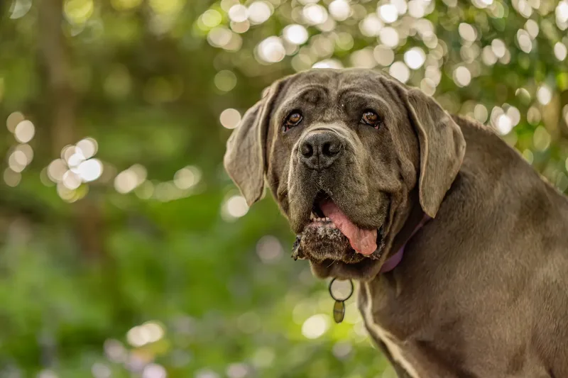Skye the Cane Corso (8 of 23)