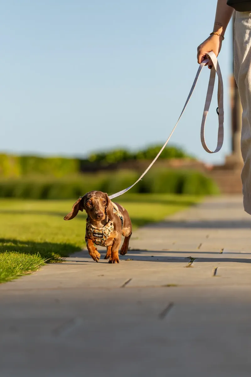Dorset Dog Trainer – Poole Park (46 of 59)