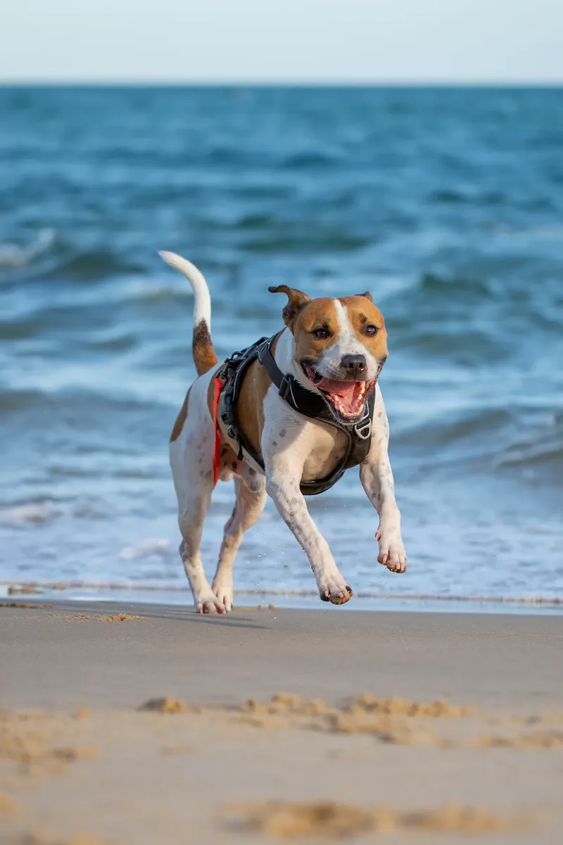 Dickie the Staffy (30 of 43)