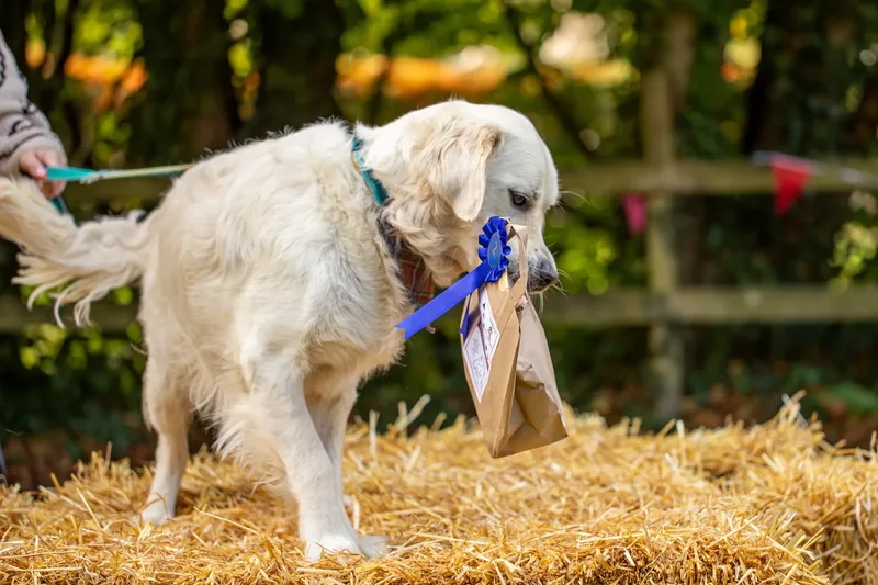 The Walled Garden Moreton – Dog show ceremony (2 of 24)