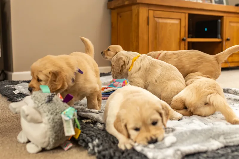 Golden Retriever Puppies (59 of 60)