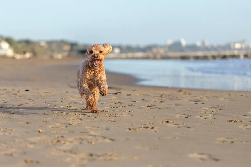 Red the Cavapoo (41 of 42)