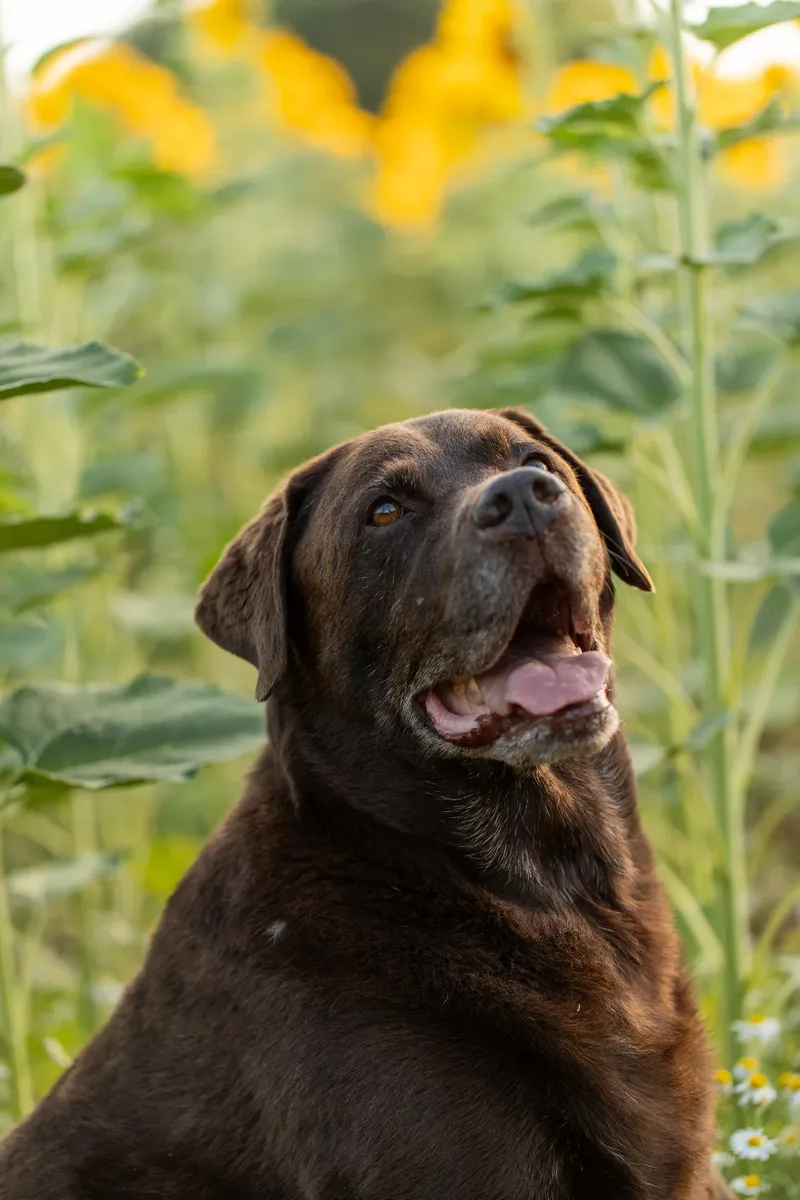 Muttley