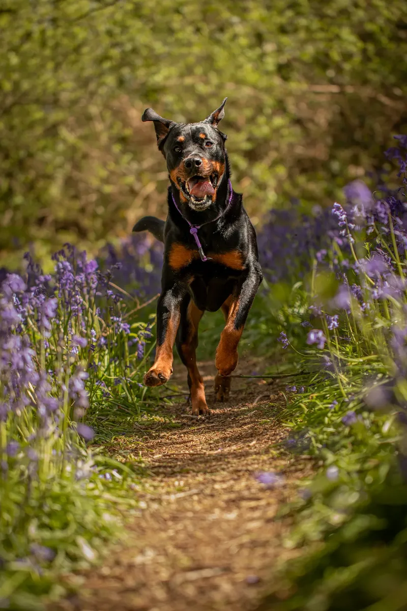 Karma the rottweiler in bluebells (3 of 30)