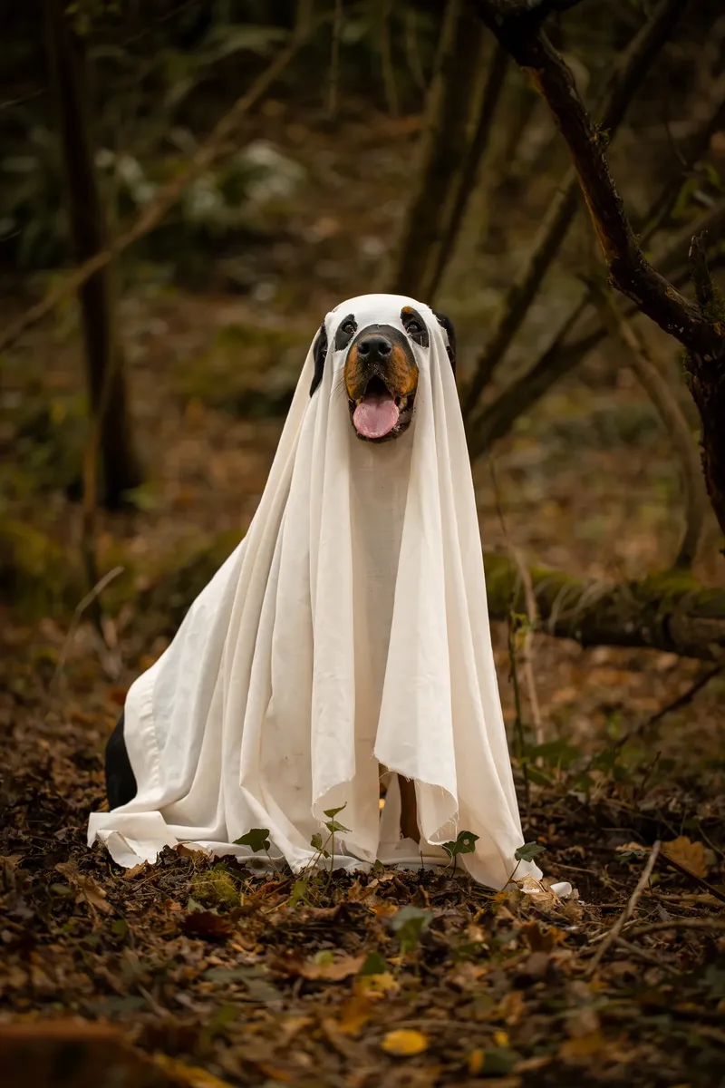 Karma the Rottie’s Halloween Shoot in Corfe Mullen (7 of 24)