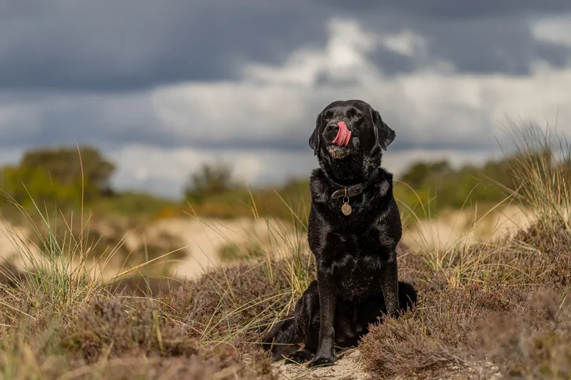 Stan the black lab (22 of 38)