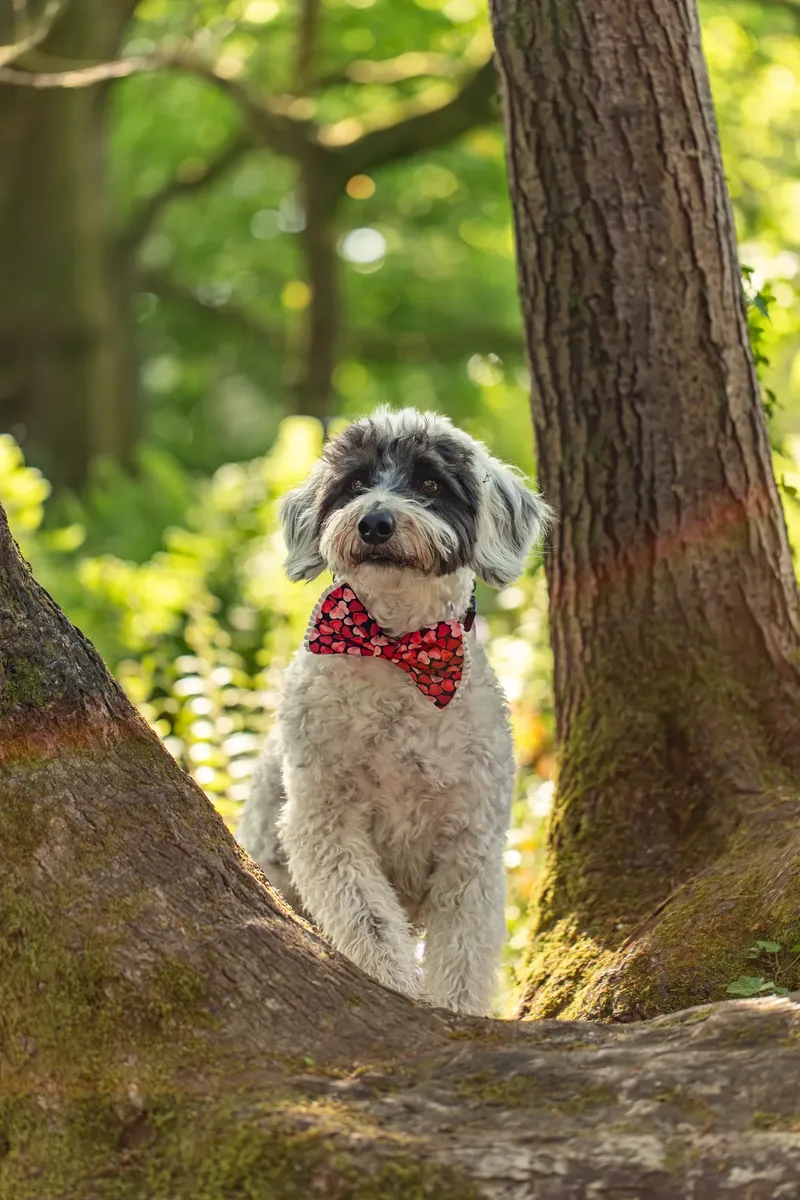 Dougie & Barney – The Bordoodle Cousins (15 of 22)