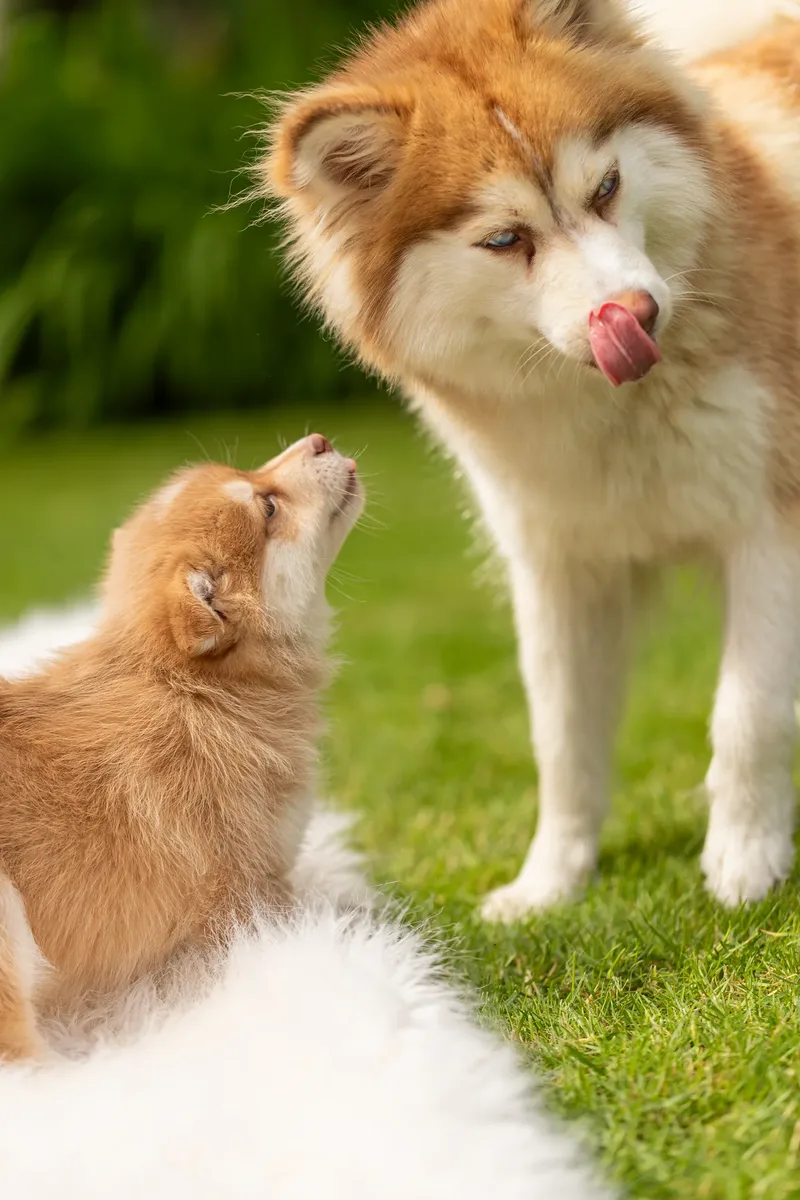South Coast Pomsky’s (1 of 29)