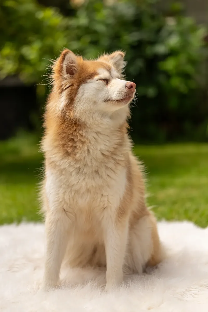 South Coast Pomsky’s (10 of 29)
