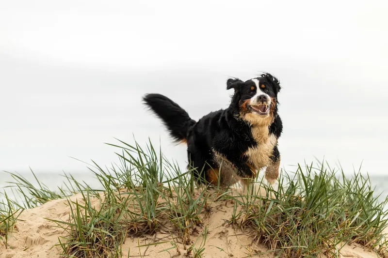 Berry the Bernese Mountain Dog (4 of 30)