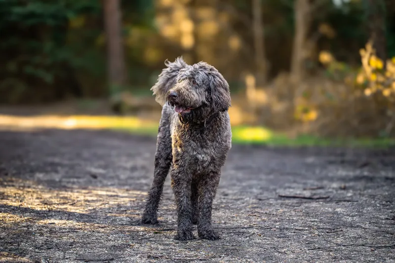 Barnaby the labradoodle (4 of 8)