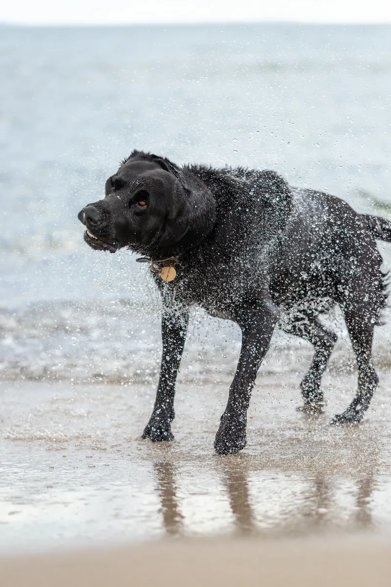 Stan the black lab (23 of 38)