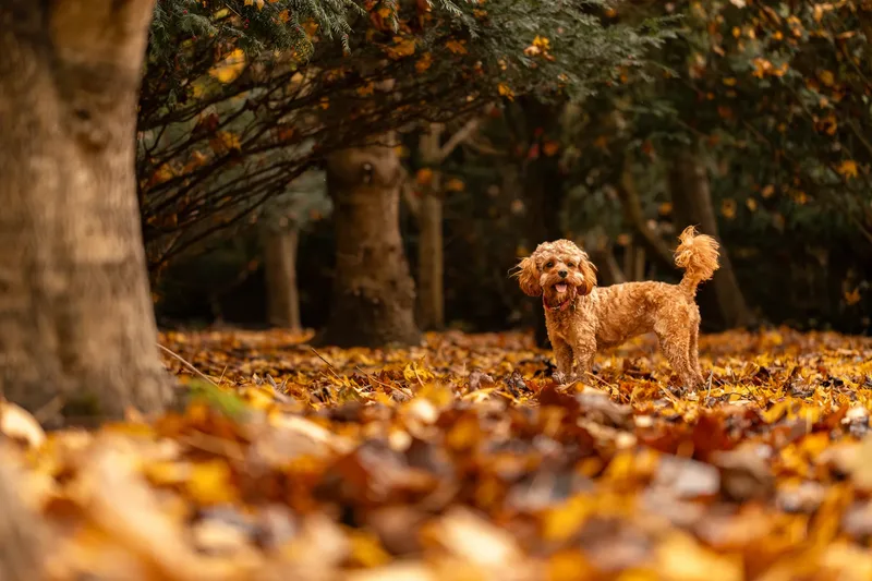 Bagel in autumn (21 of 24)
