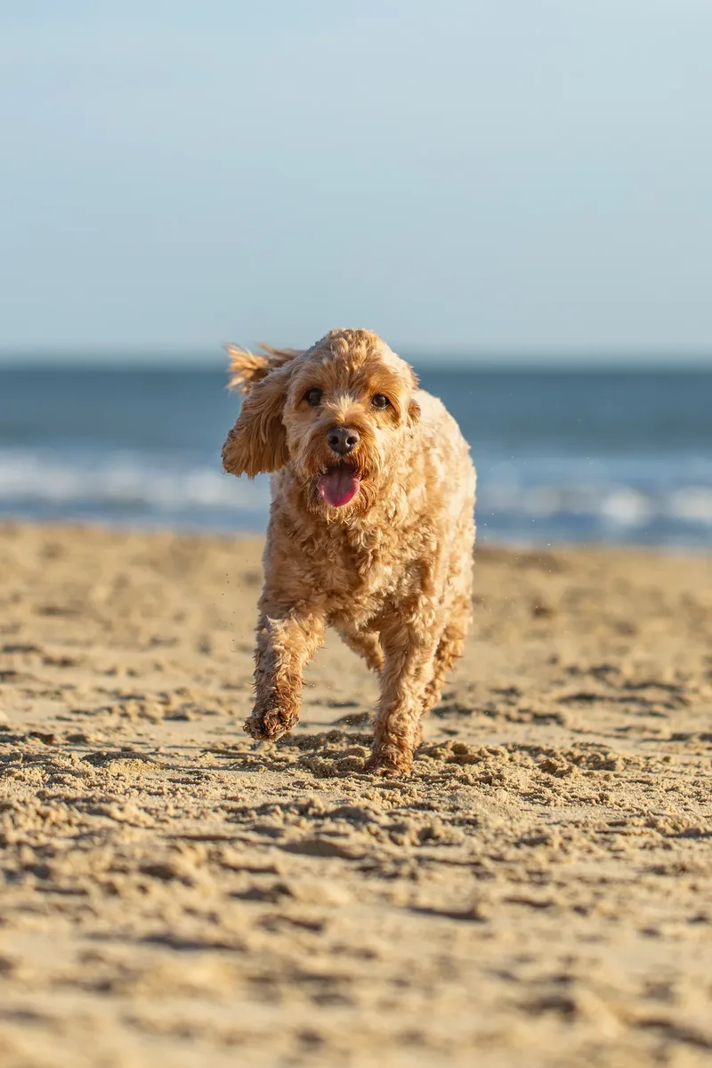 Red the Cavapoo (35 of 42)