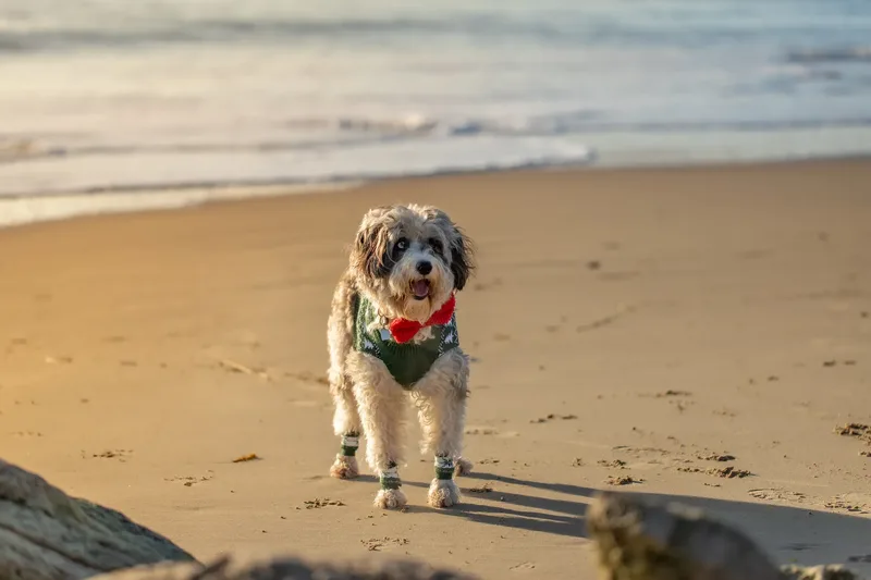 Dougie Xmas beach shoot (14 of 24)