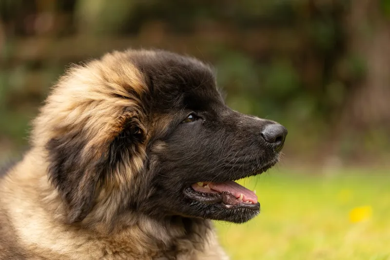 Alfie the Leonberger Puppy (20 of 41)