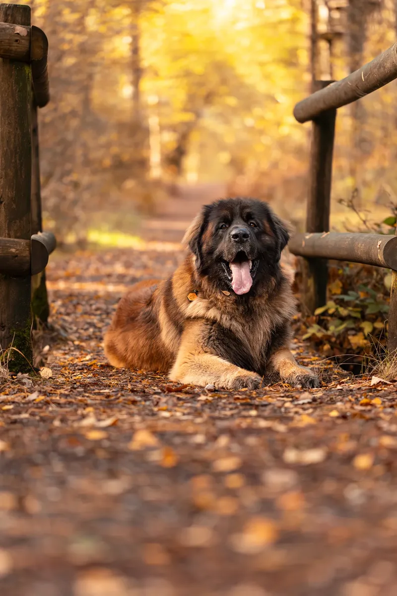 Koda the Bear (Leonberger) (17 of 24)