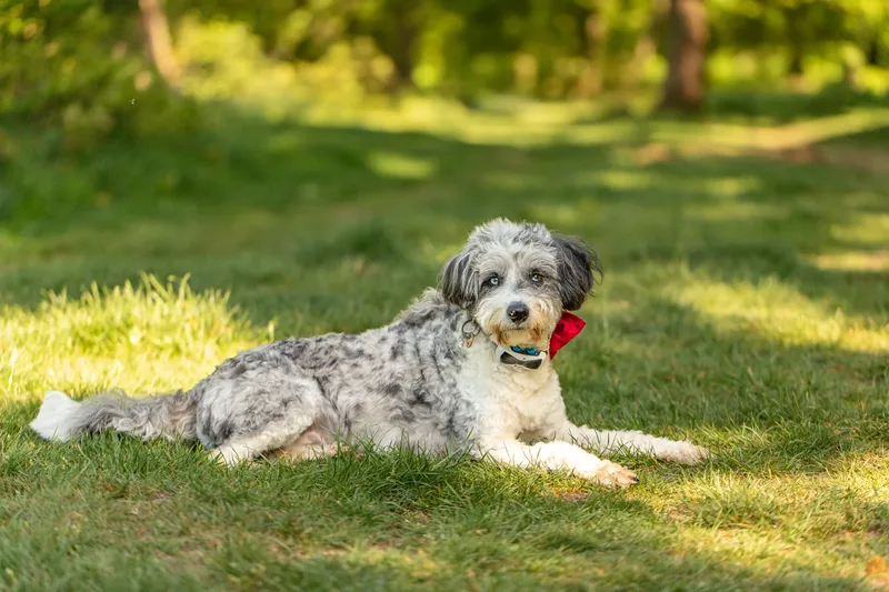 Dougie & Barney – The Bordoodle Cousins (1 of 22)