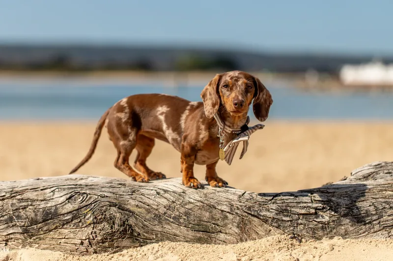 Margot at the beach (24 of 45)