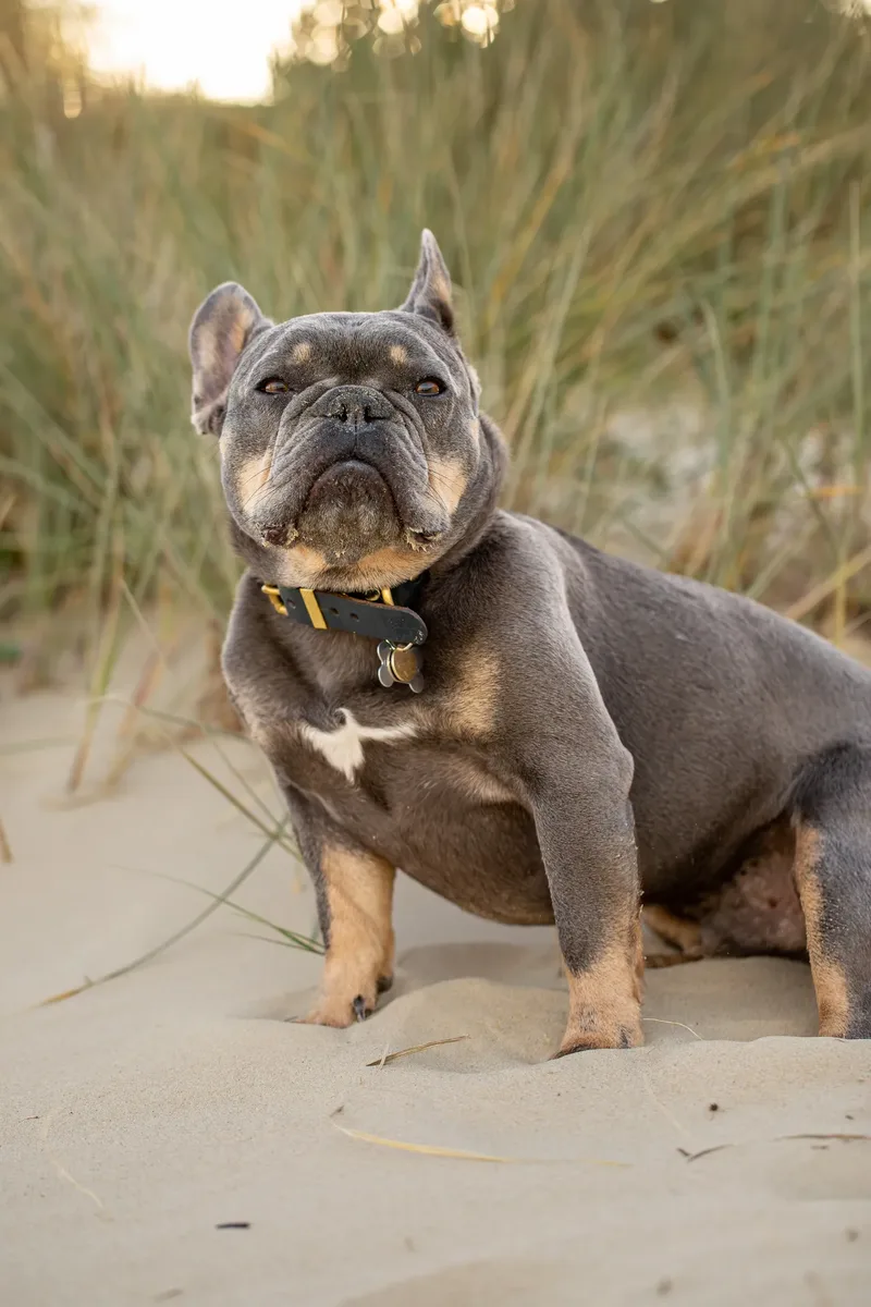 Blue the Frenchie (7 of 32)