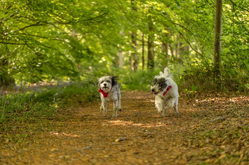 Dougie & Barney – The Bordoodle Cousins (20 of 22)