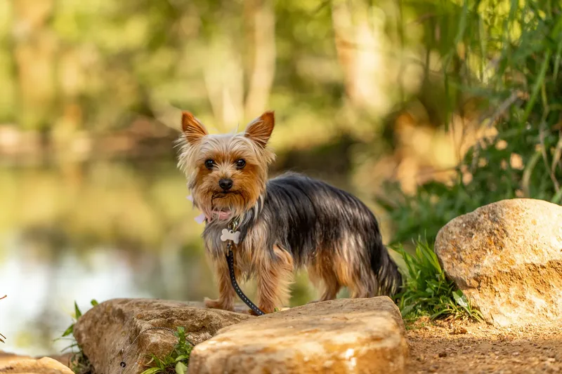 Willow – the mini yorkie (2 of 24)