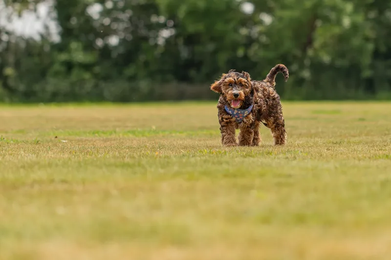 Luna the Cockapoo (23 of 24)