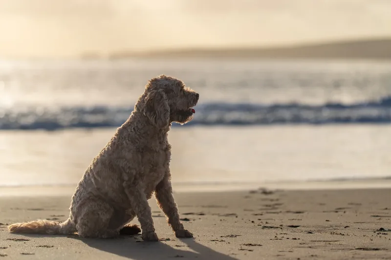 Red the Cavapoo (14 of 42)