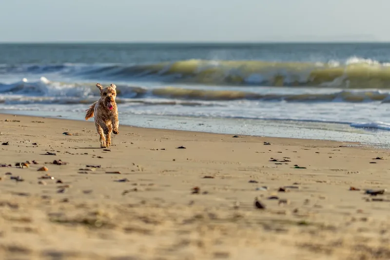 Red the Cavapoo (38 of 42)