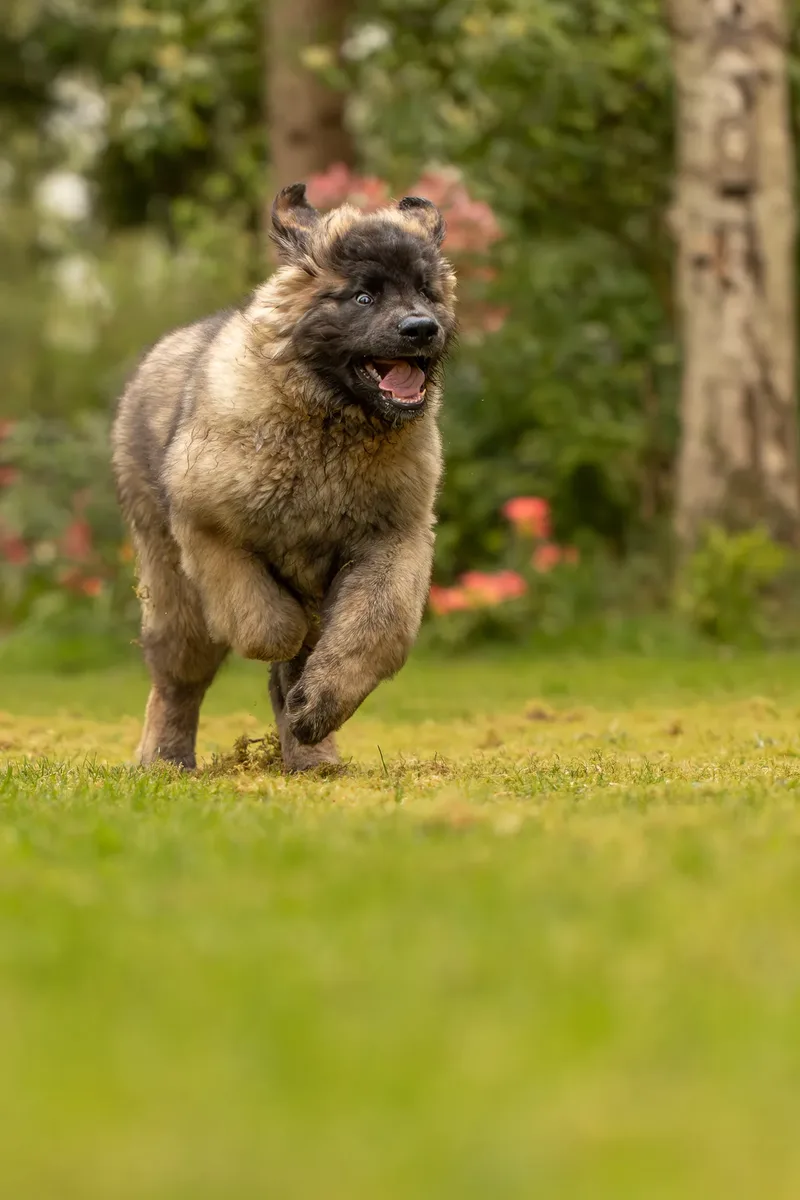 Alfie the Leonberger Puppy (28 of 41)