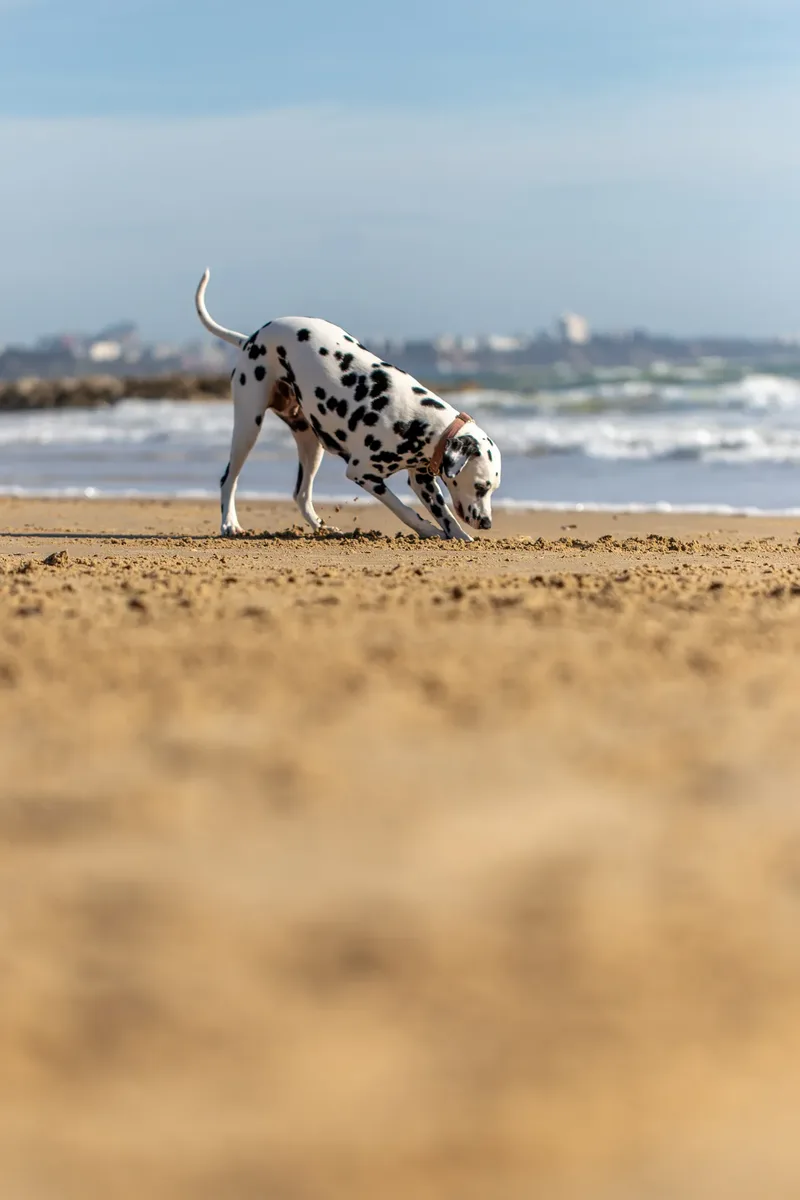 Perdy and Pongo (5 of 28)