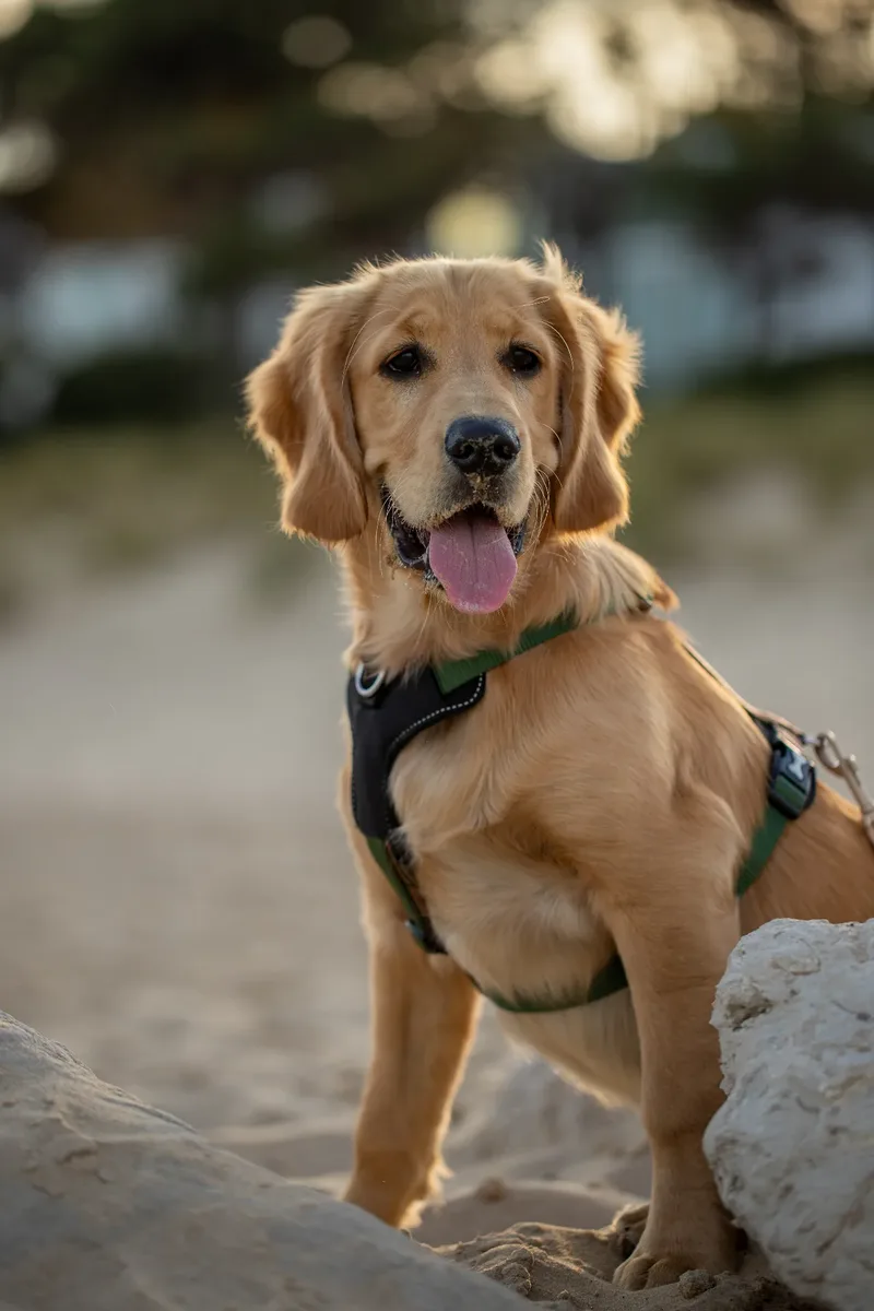 bailey