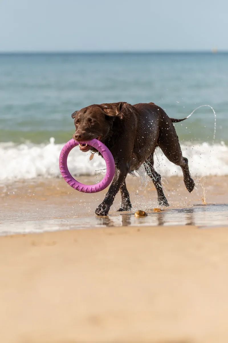 Ralph the Chocolate Lab (4 of 26)