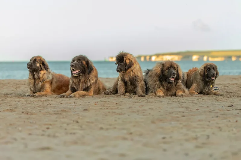 Leonberger Meet Up (47 of 47)